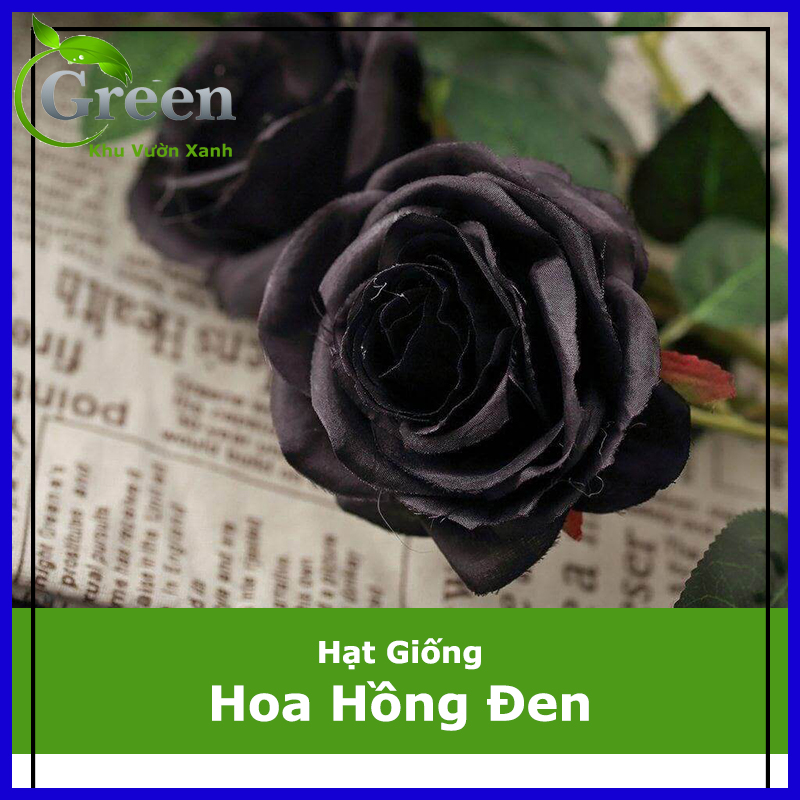 Hạt giống hoa hồng đen