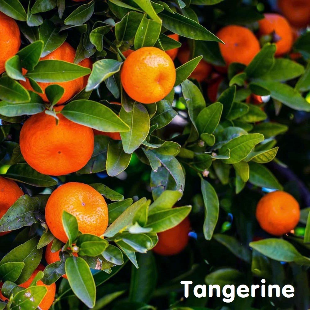 Tinh dầu quýt Tangerine Essential Oil