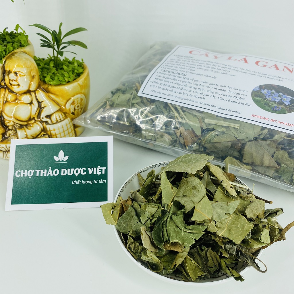 Cây lá gan khô 1kg, lá mát gan rừng, hỗ trợ giải độc, hạ men gan, bảo vệ gan, thanh lọc cơ thể
