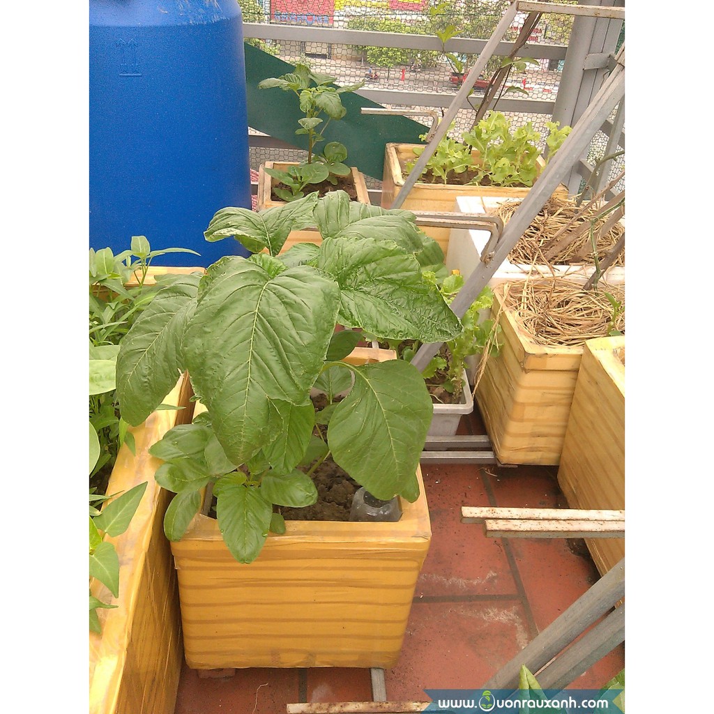 Gói 20g hạt giống rau dền Xanh - Nanuseeds
