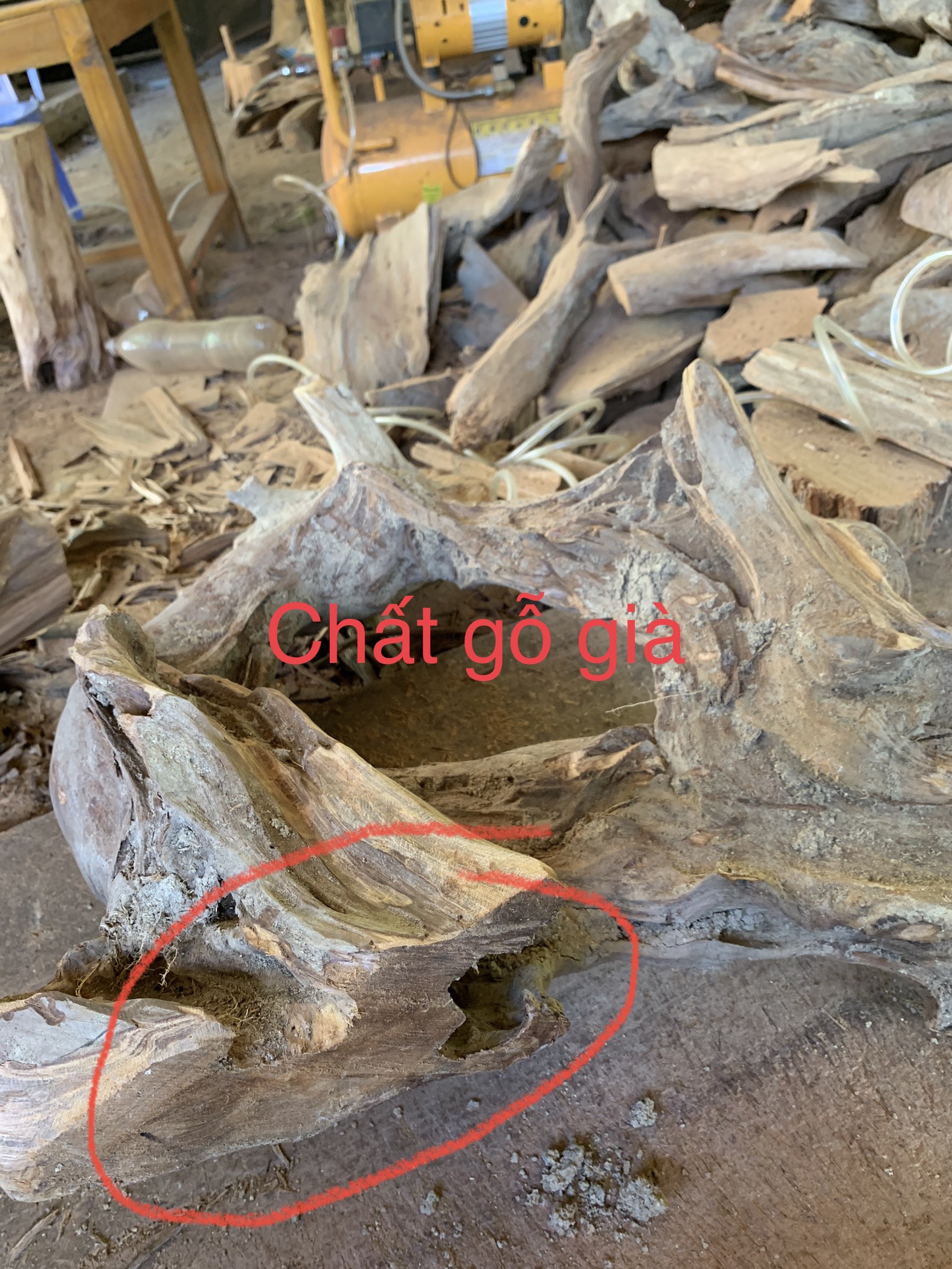 lũa ngọc am đỏ hà giang, có thể lắp đồng hồ