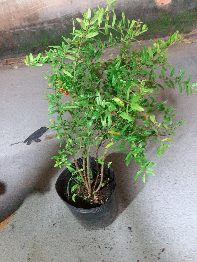 Cây Lựu Ấn Độ Cao 1m