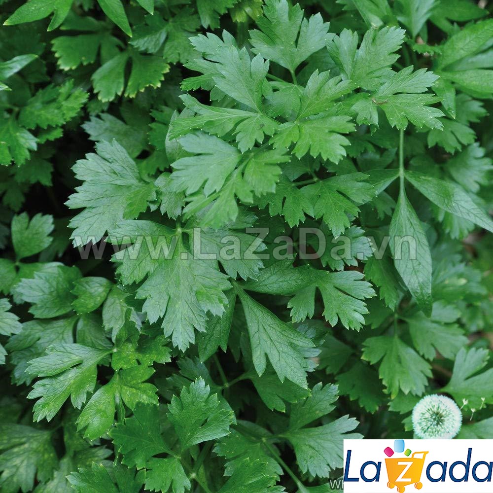2Gr Hạt Giống Parsley Thẳng Khổng Lồ Ý (B3.105| B24*X31*M157)