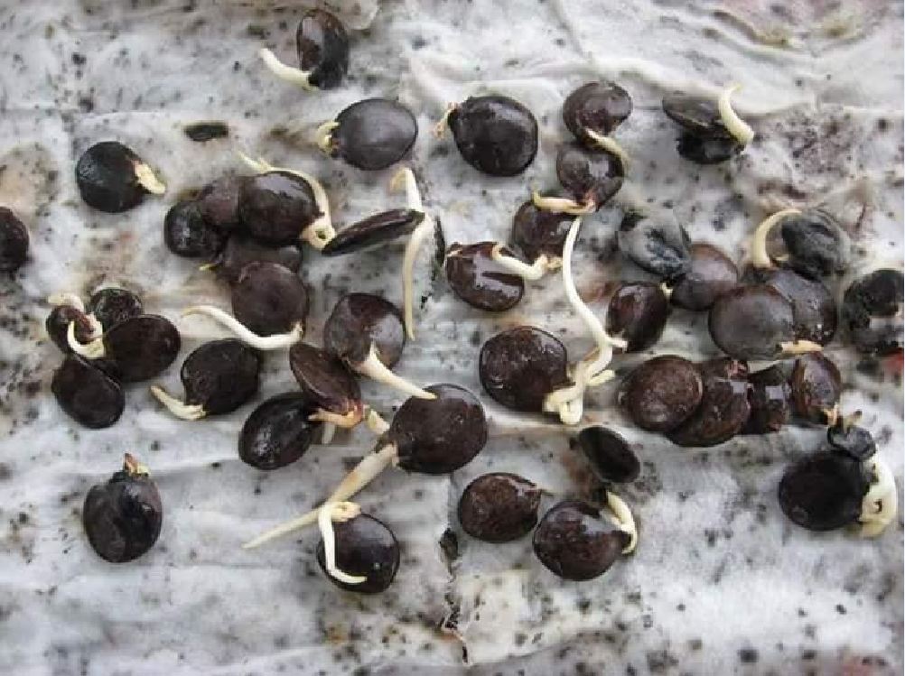 Hạt giống hoa tử đằng mix gói 5 hạt- ( TẶNG gói kích thích hỗ trợ hạt nảy mầm)