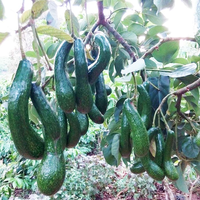 Cây giống bơ 034