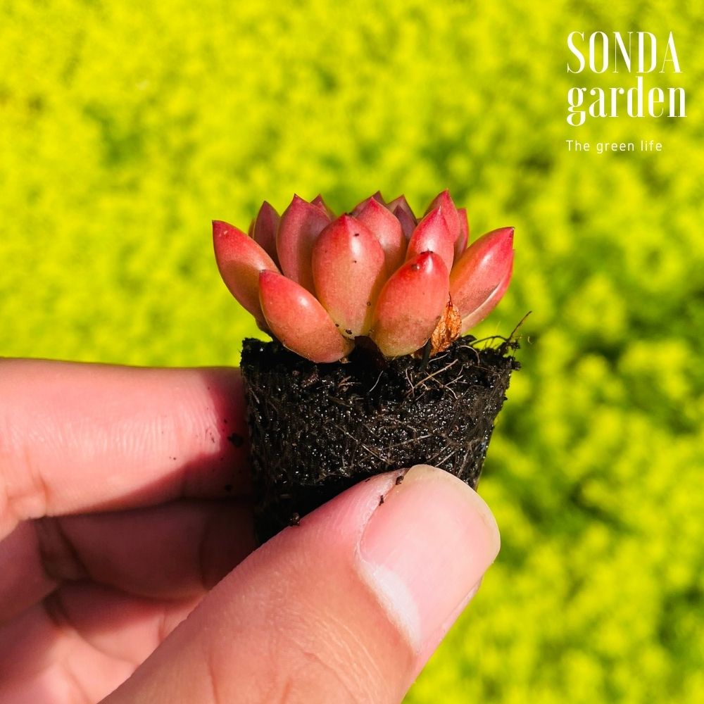 SEN ĐÁ RUBY SIZE MINI, LỖI 1 ĐỔI 1