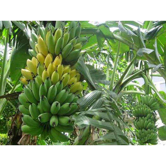 Cây giống chuối sứ cấy mô (siêu sớm)