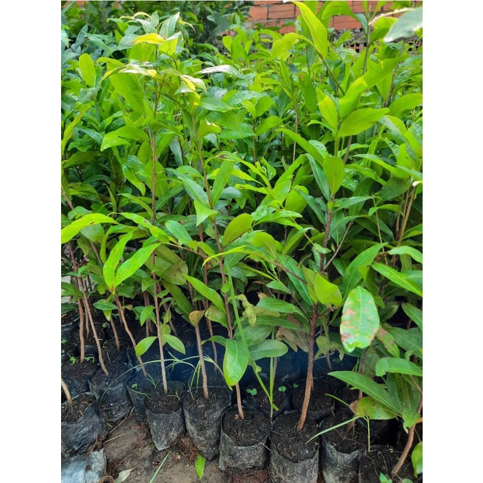 CÂY GIỐNG BẠCH MAI