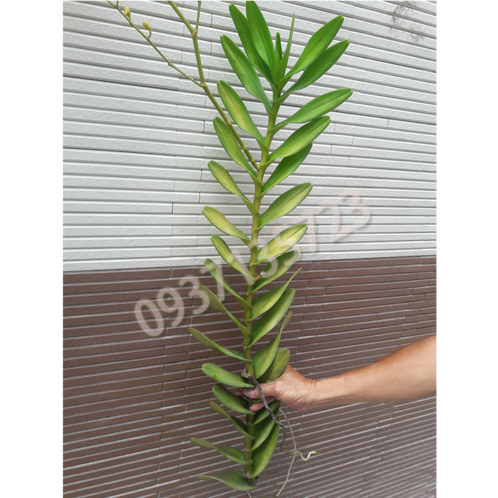 [HCM]COMBO 3 CÂY LAN BÒ CẠP VÀNG CÂY GIỐNG