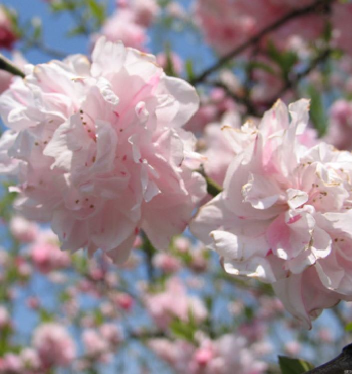 Japanese Cherry Blossom Seeds (10 Seeds)