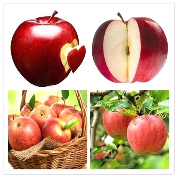 Dwarf apple seeds - Sale Off