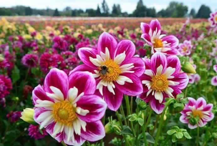 Hạt giống hoa Thược Dược Kim Cương 40 hat