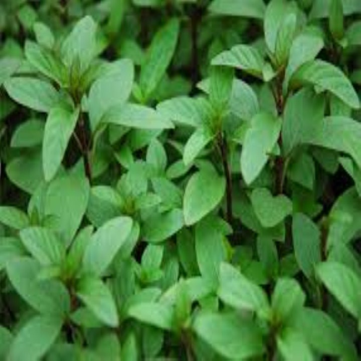 Gói 200 hạt giống rau húng quế