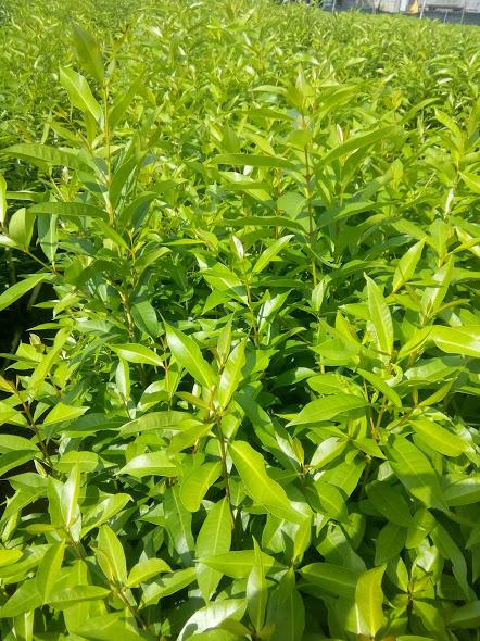 Combo 4 Cây vối nếp - chiều cao 0.6m