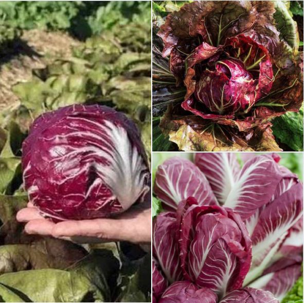 Combo 3 gói hạt giống rau xà lách cuộn tím