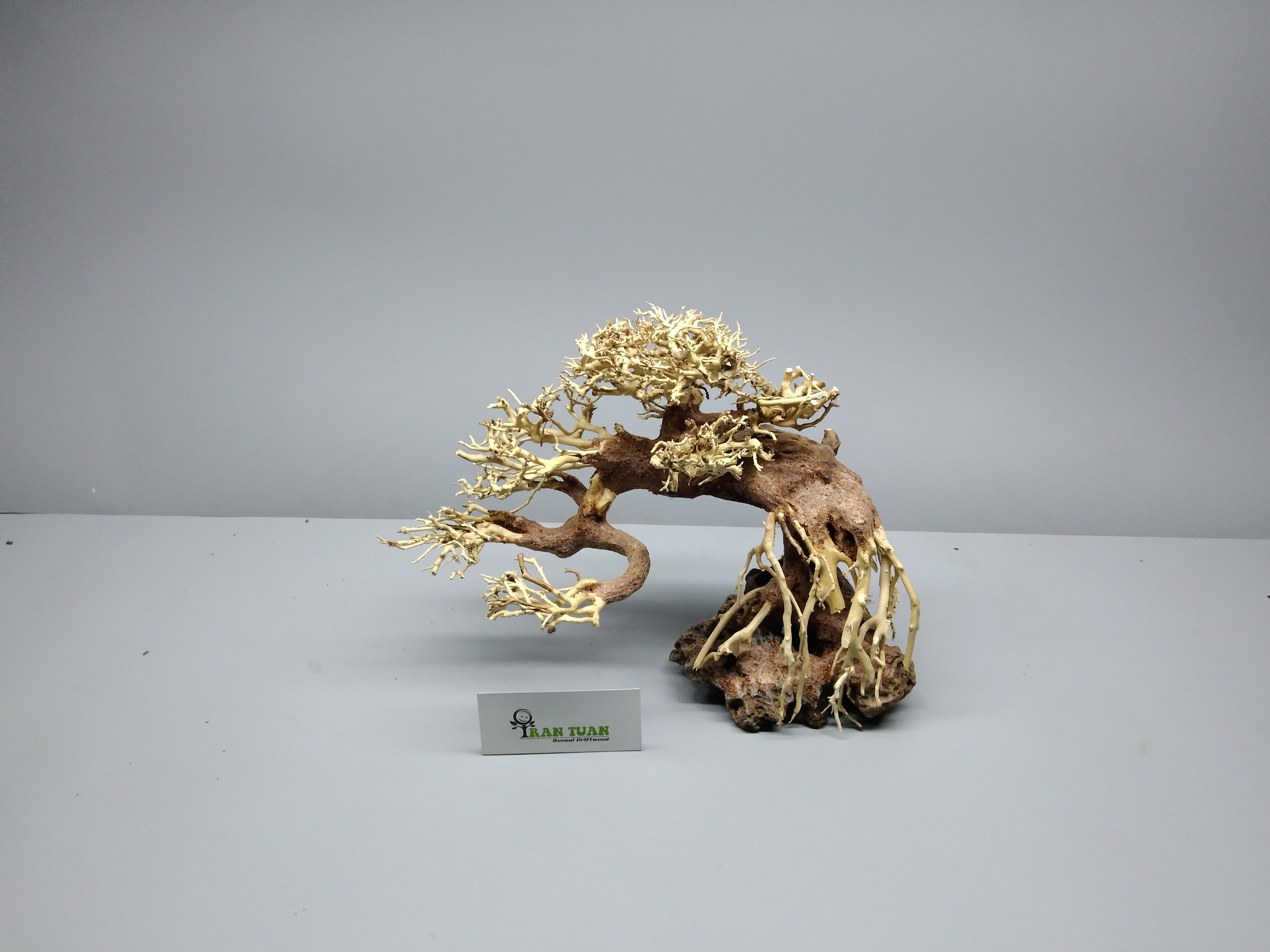 Gỗ Lũa bonsai dáng đổ, đế đá