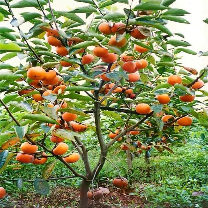 Cây giống hồng giòn không hạt _cây giống miền tây nguyên