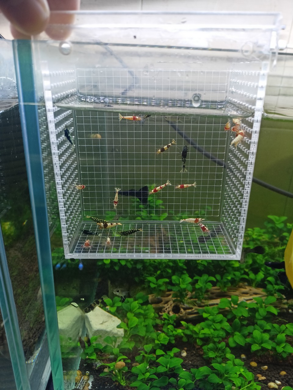 [HCM]Box Dưỡng Cá Tép Bằng Mika - Lồng Show Tép