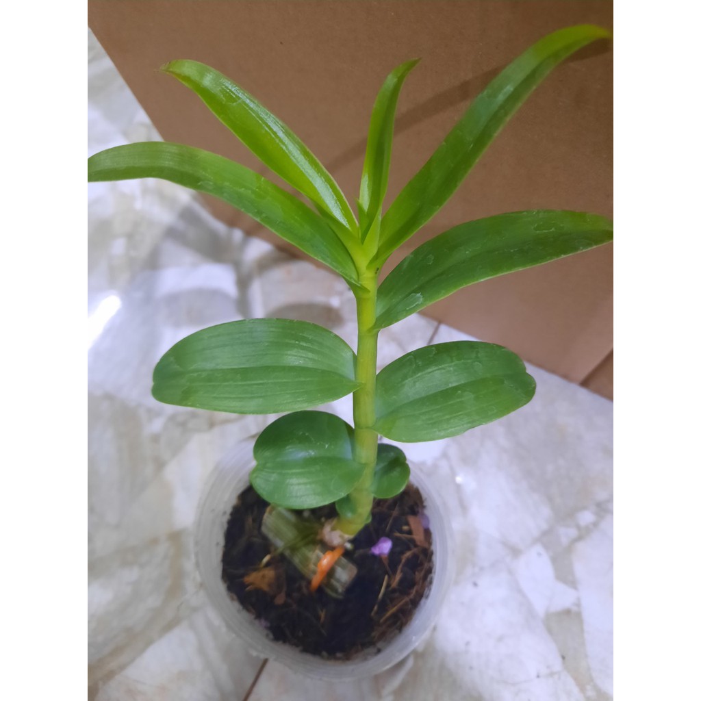 Lan Phi Điệp 🍀FREESHIP🍀 5 Cánh Trắng Bạch Tuyết [ Ươm Kie ]