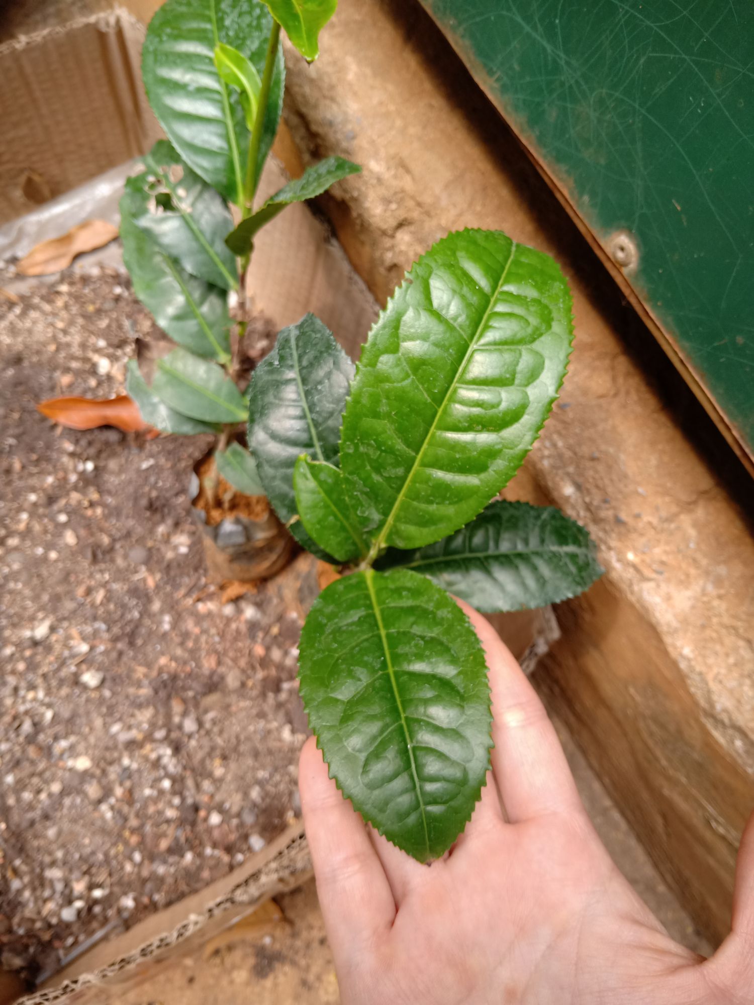 Cây chè Shan Tuyết giống
