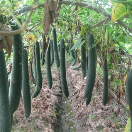 Hạt giống bí đao xanh trái dài (bí sặt)