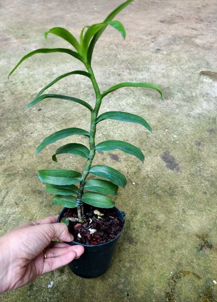 Cây giống hoa lan Ám Mắt Đỏ Phân Thùy