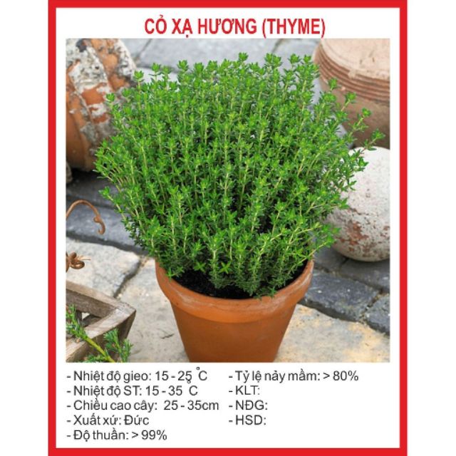 Hạt giống Cỏ Xạ Hương (Thyme)