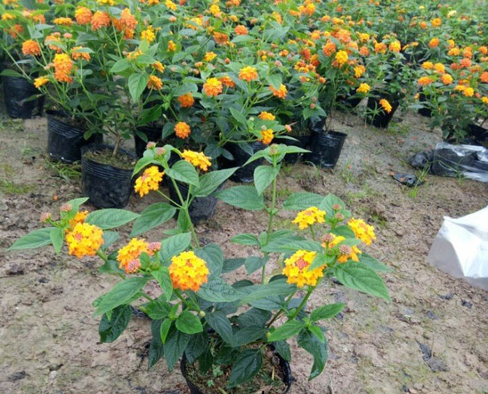 COM BO 4 CÂY HOA NGŨ SẮC RỦ GIỐNG