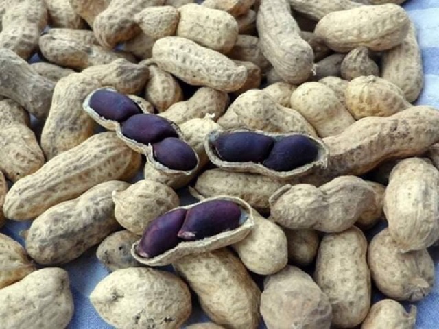Hạt Giống Lạc Đen