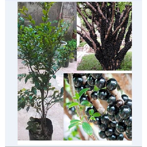 Hạt giống cây nho thân gỗ - ( gói 5 hạt - Kèm 5 viên nén xơ dừa ươm hạt )