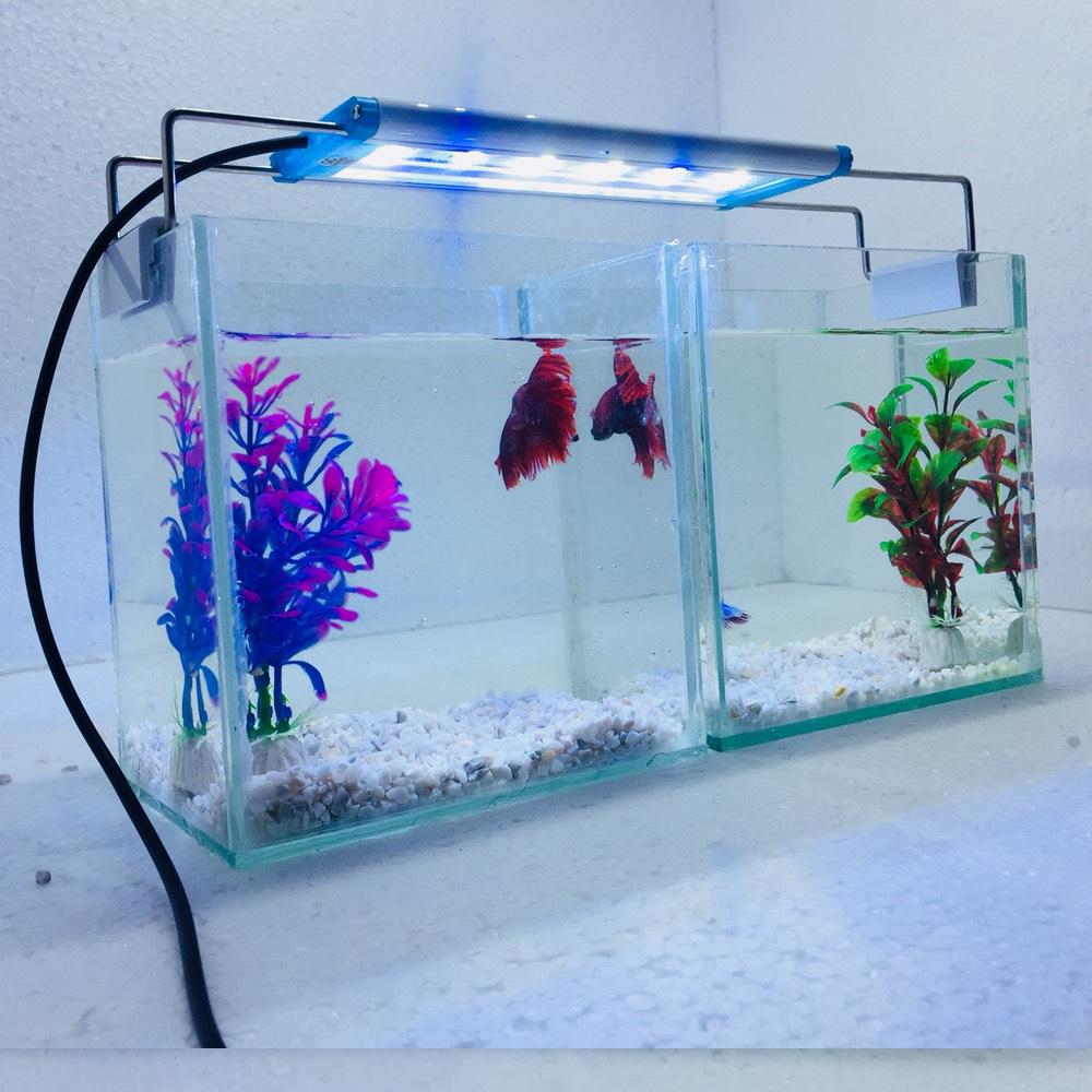 Bể cá mini để bàn combo 2 Bể cá có đèn led