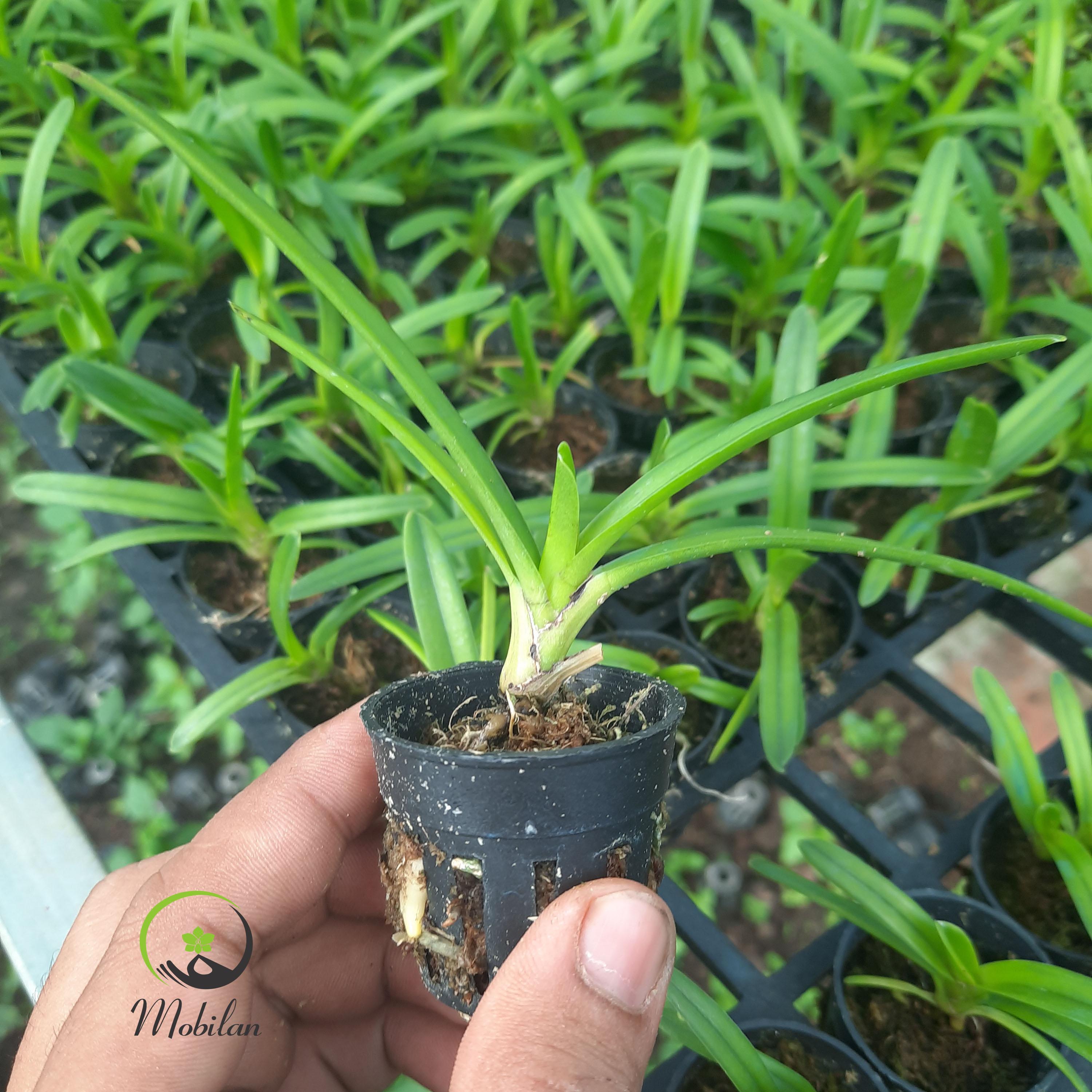 Lan kiếm HOÀNG LONG X PHAN TRÍ