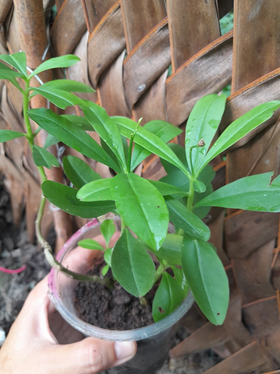Cây Rau Sâm Đất Giống, chậu cây như ảnh chụp
