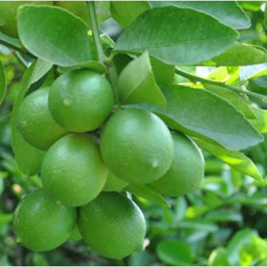 Cây giống Chanh Tứ Quý siêu sớm