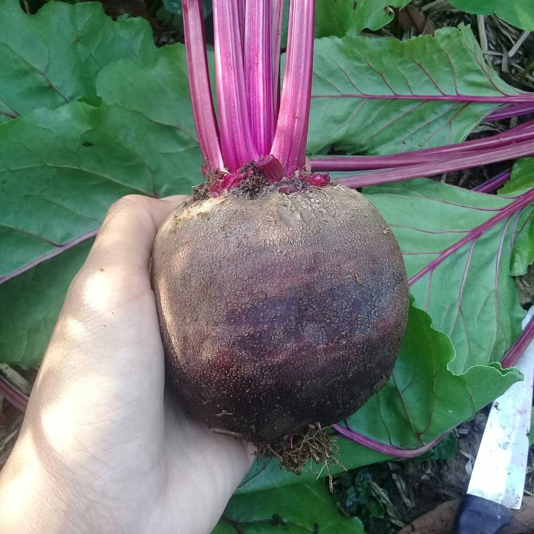 Hạt giống Củ Dền Đỏ Phú Nông - 10g