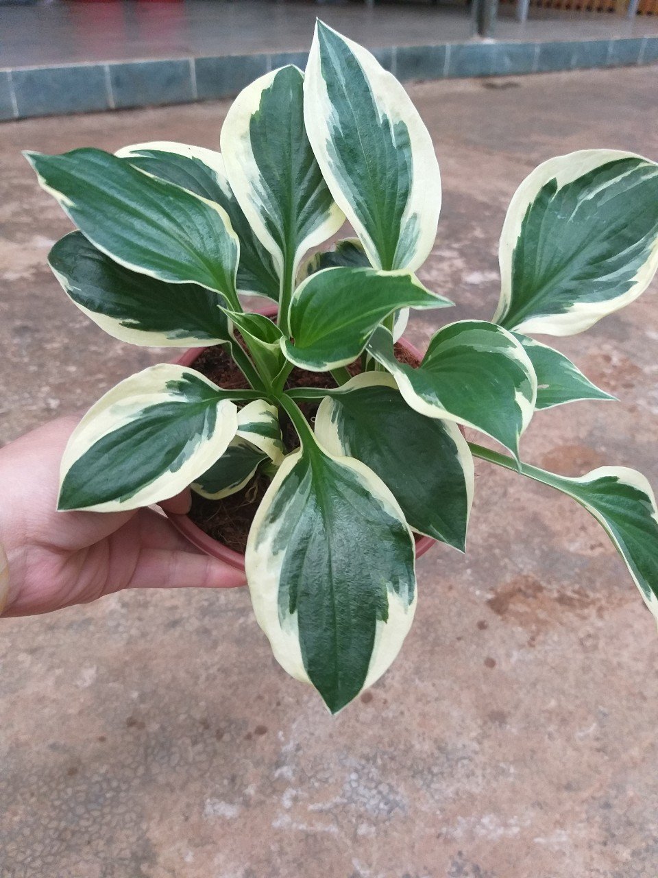 Thiên niên kiện- hosta