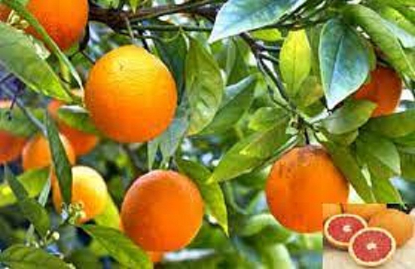 Cây giống cam đường canh siêu ngon siêu quả- cam kêt giống chuẩn f1