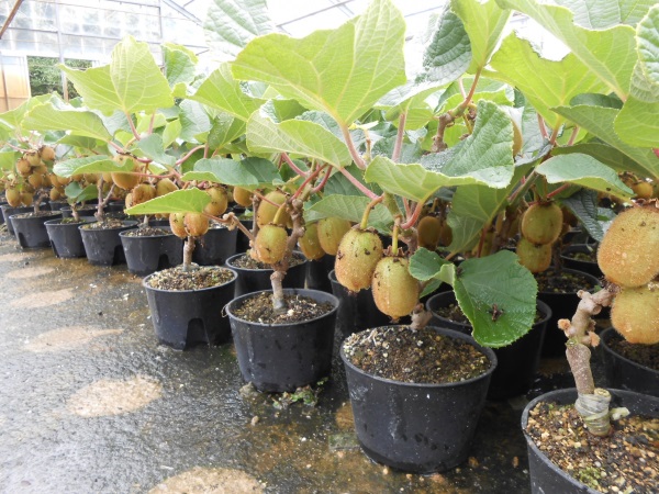 [Lấy mã giảm thêm 30%] Gói Hạt Giống Cây Kiwi