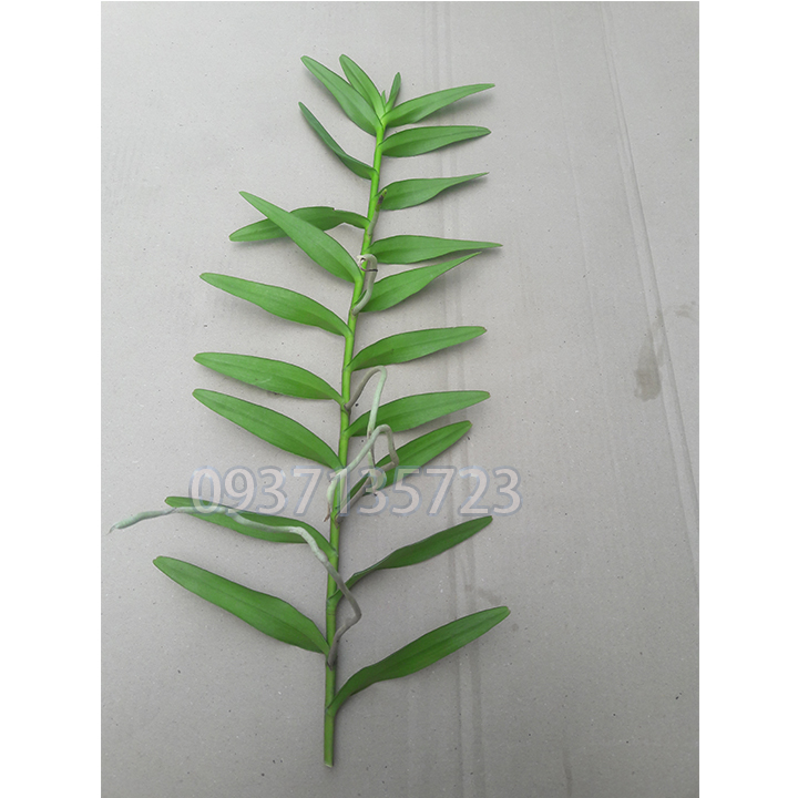 [HCM]COMBO 5 CÂY LAN PHƯỢNG VĨ ĐỎ - CÂY CON