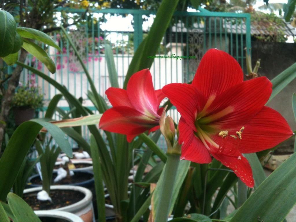 Set of 2 Lily Bulbs (1 Red Velvet Flower Bulb + 1 Peach Rose Bulb)