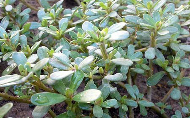 GÓI 1GRAM HẠT GIỐNG RAU SAM - SEN VÀNG