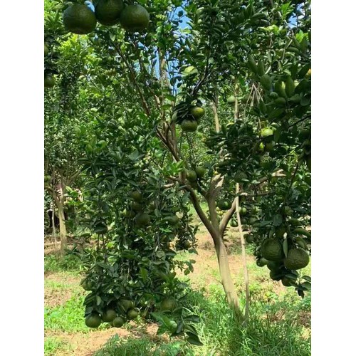 Giống cam sành không hạt LĐ6