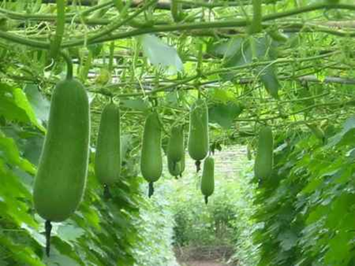 ⚡HẠT GIỐNG BÍ ĐAO CHANH_15 HẠT(CHUẨN FARM)⚡