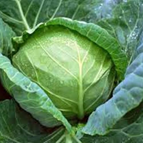 Hạt Giống Rau Cải Bắp F1. Túi 1 Gram - Chất Lượng Cao - Nhiều Dinh Dưỡng.