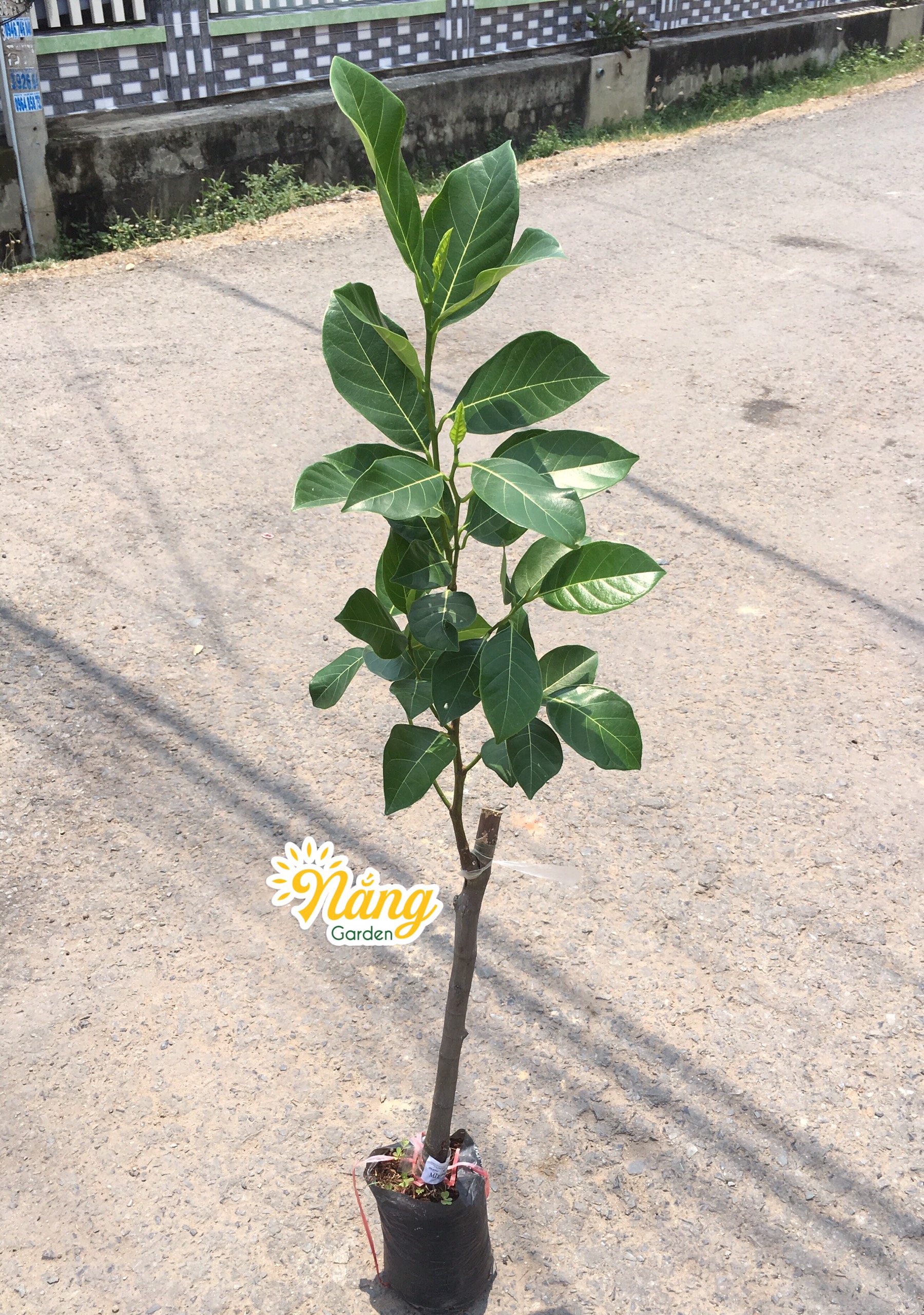 Cây Mít ruột đỏ sơ đỏ ( cây lỡ)