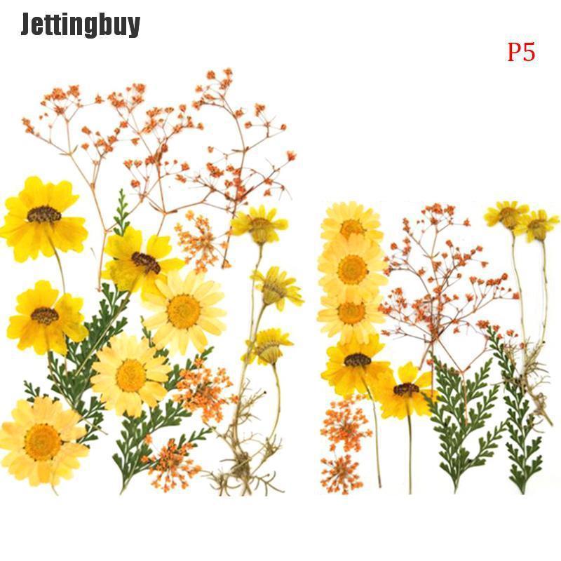 Jettingbuy Pressed Flowers Small Dried Flowers Scrapbooking DIY Preserved Flower Decor