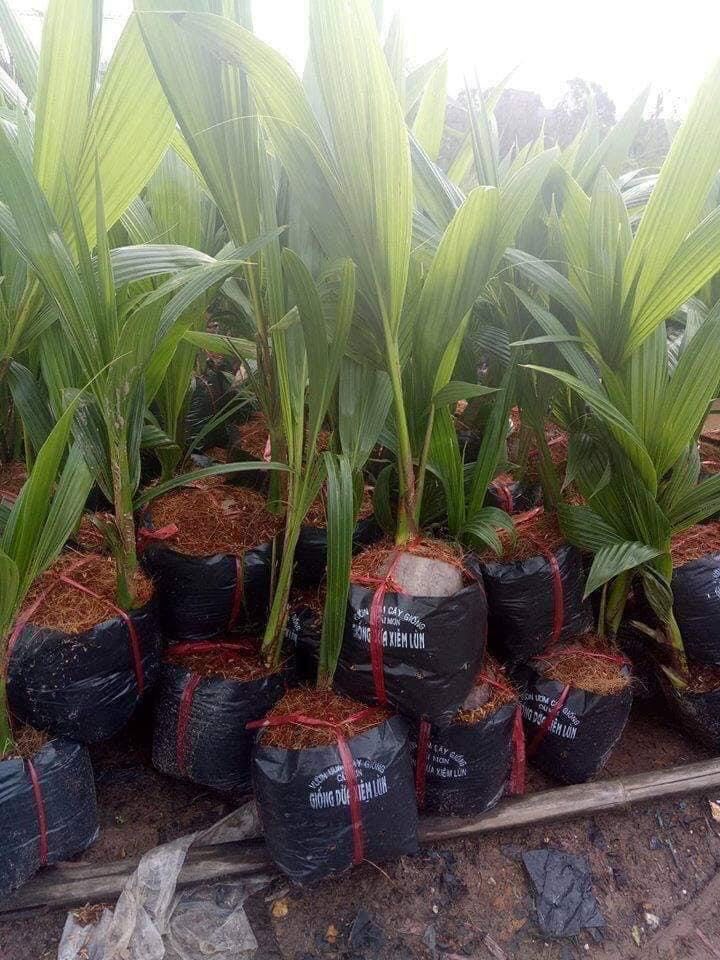 cây dừa xiêm lùn chỉ 99k cây đã cao 1m