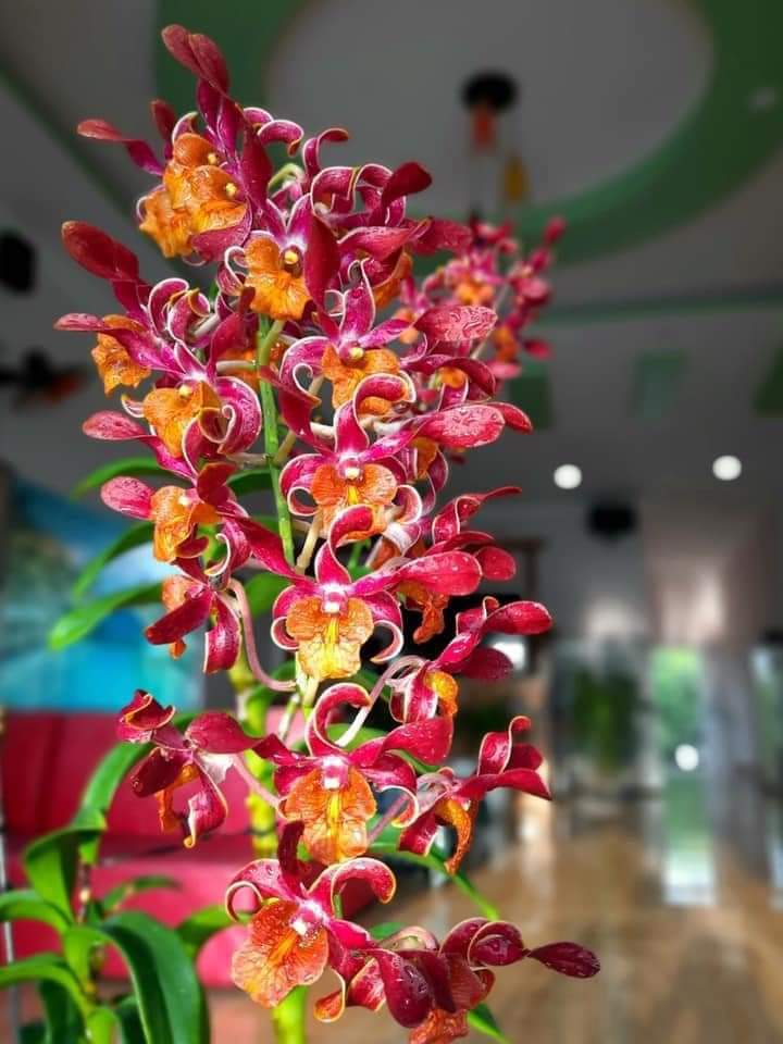 HOA LAN HOÁN LONG CÂY GIỐNG(7-12CM)