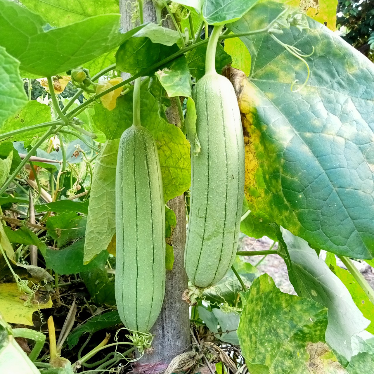5 Hạt Giống Mướp Siêu Trái