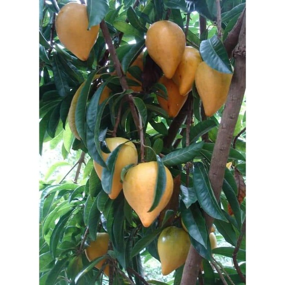 Cây Giống Lêkima chuẩn giống
